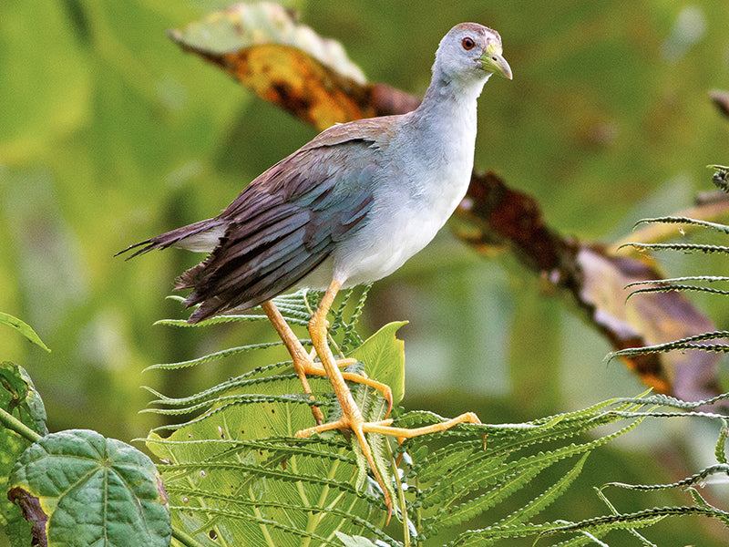 Azure Gallinule, Porphyrio flavirostris, Polla Llanera,