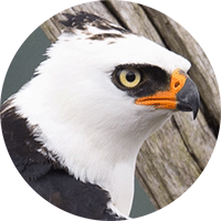 Black and White Hawk-Eagle, Spizaetus melanoleucus, Aguila Enmascarada