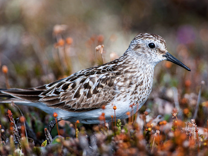 Baird’s Sandpiper, Calidris bairdii, Playero Patinegro