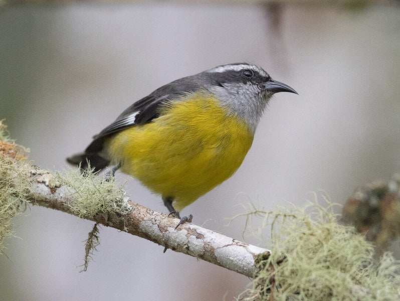 Bananaquit, Coereba flaveola, Mielero Común