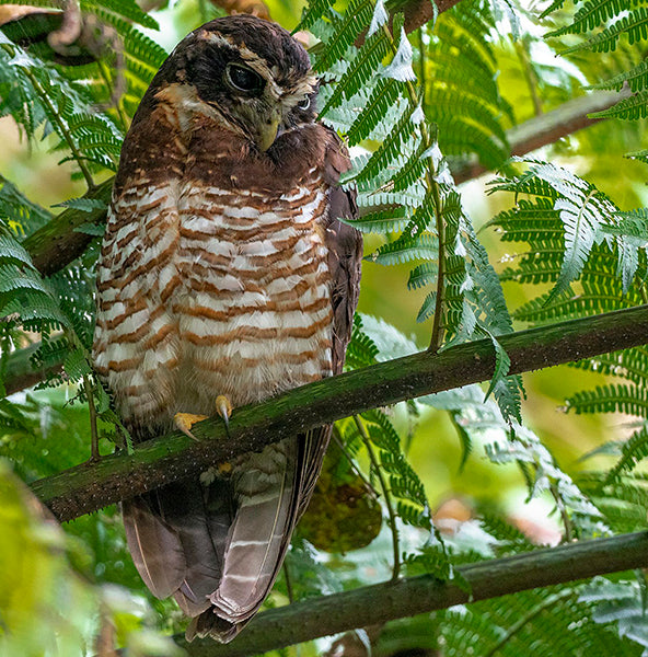 Band-bellied Owl, Pulsatrix melanota, Búho Barrado