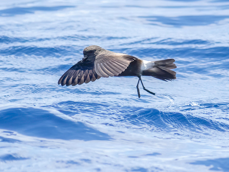 band-pumped petrel, northern storm-petrel