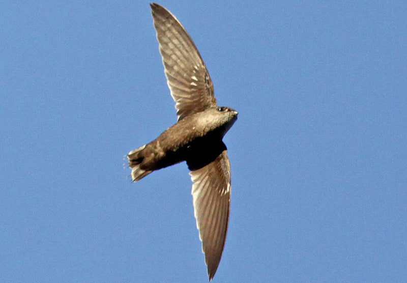 Band-rumped Swift, Chaetura spinicaudus, Vencejo Culiblanco