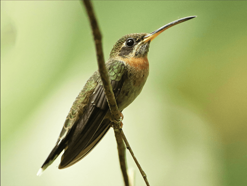 Band-tailed-Barbthroat, Threnetew ruckeri, Ermitaño Barbudo