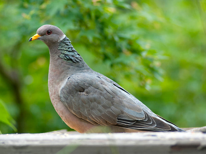Southern Band-tailed Pigeon, Patagioenas albilinea, Paloma Collared Sureña