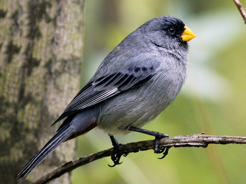 Band-tailed Seedeater, Catamenia analis, Semillero Coliblanco