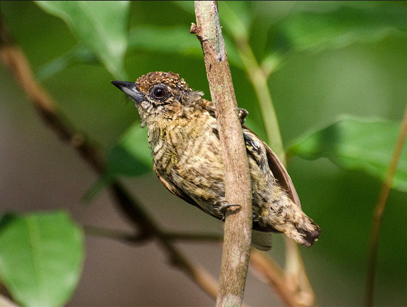 Bar-breasted-piculet, Picumnus aurifrons, Carpinterito frentidorado