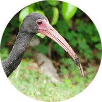 Bare-faced Ibis-Phimosus infuscatus, Coquito