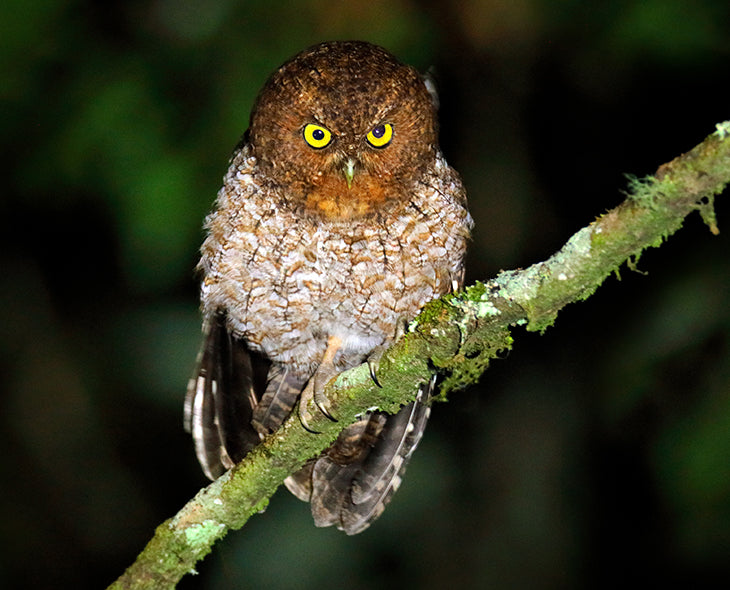 Bare-shanked Screech Owl, Megascops clarki, Autillo Manchado
