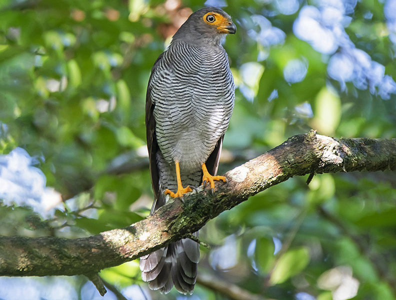 Barred-forest falcon, Micrastur ruficollis, Halcón Montés Pajarero