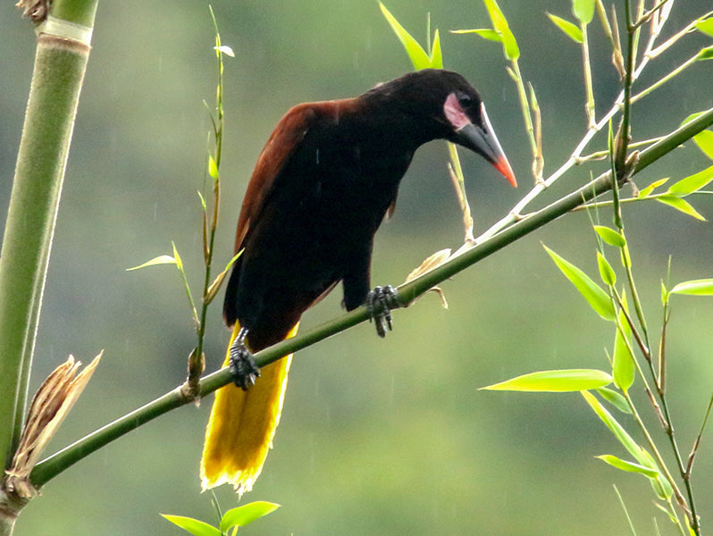 Baudo Oropendola, Psarocolius cassini, Oropendola del Chocó