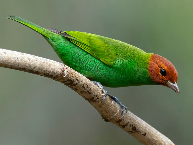Bay and Green Tanager, Tangara (gyrola) viridissima, Tangará Cabecirrufa