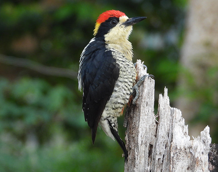 Beautiful-woodpecker, Melanerpes pulcher, Carpintero Bonito