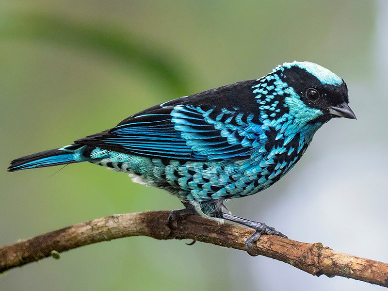 Beryl-spangled Tanager, Tangara nigroviridis, Tangará Berlina