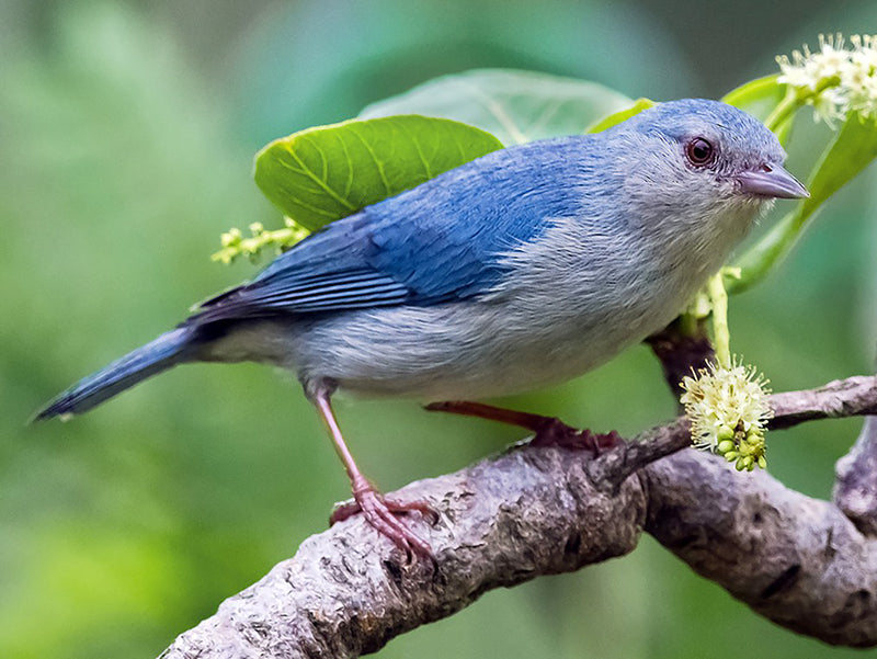 Bicolored Conebill, Conirostrum bicolor, Conirrostro Manglero