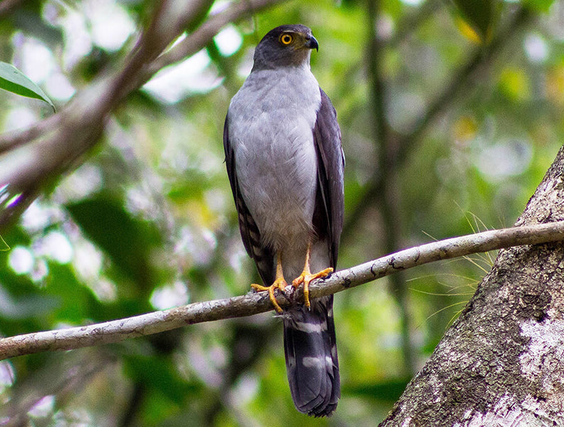 Bicolored Hawk, Accipiter bicolor, Azor Bicolor