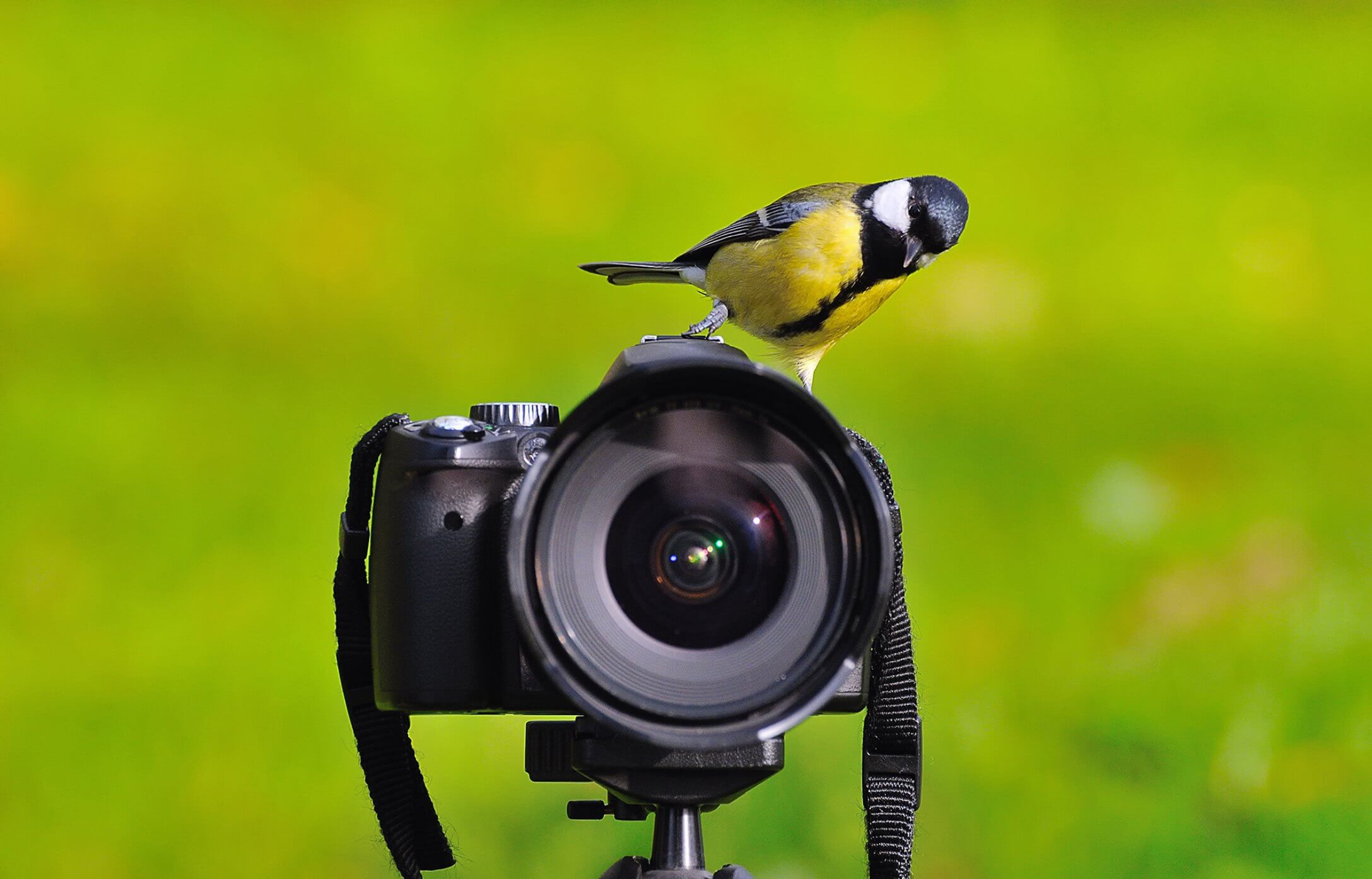 bird photgraphy, fotografia de aves