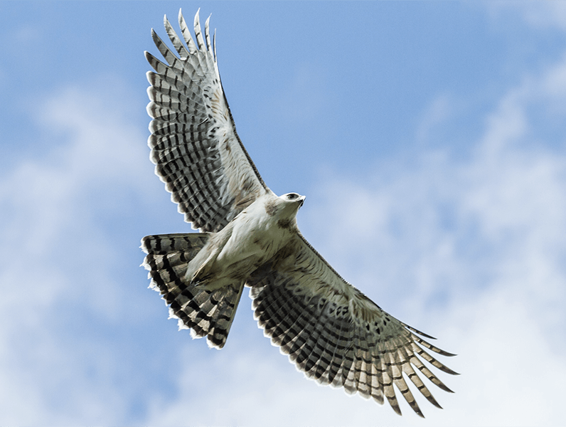 Black-and-chestnut Eagle, Spizaetus isidori, Aguila Crestada