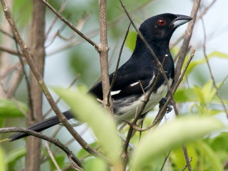 Black-and White Tanager, Conothraupis speculigera,  Frutero Blanco y Negro