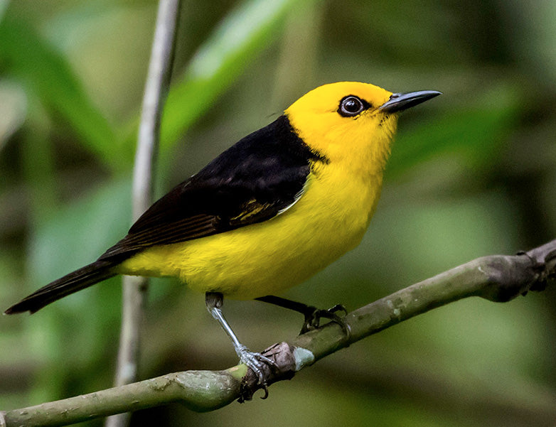 Black-and-yellow tanager, Chrysothlypis chrysomelas, Chocosito Negriamarilla