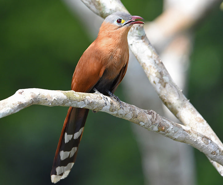 Black-bellied Cuckoo, Piaya melanogaster, Cuco-ardilla Buchinegro