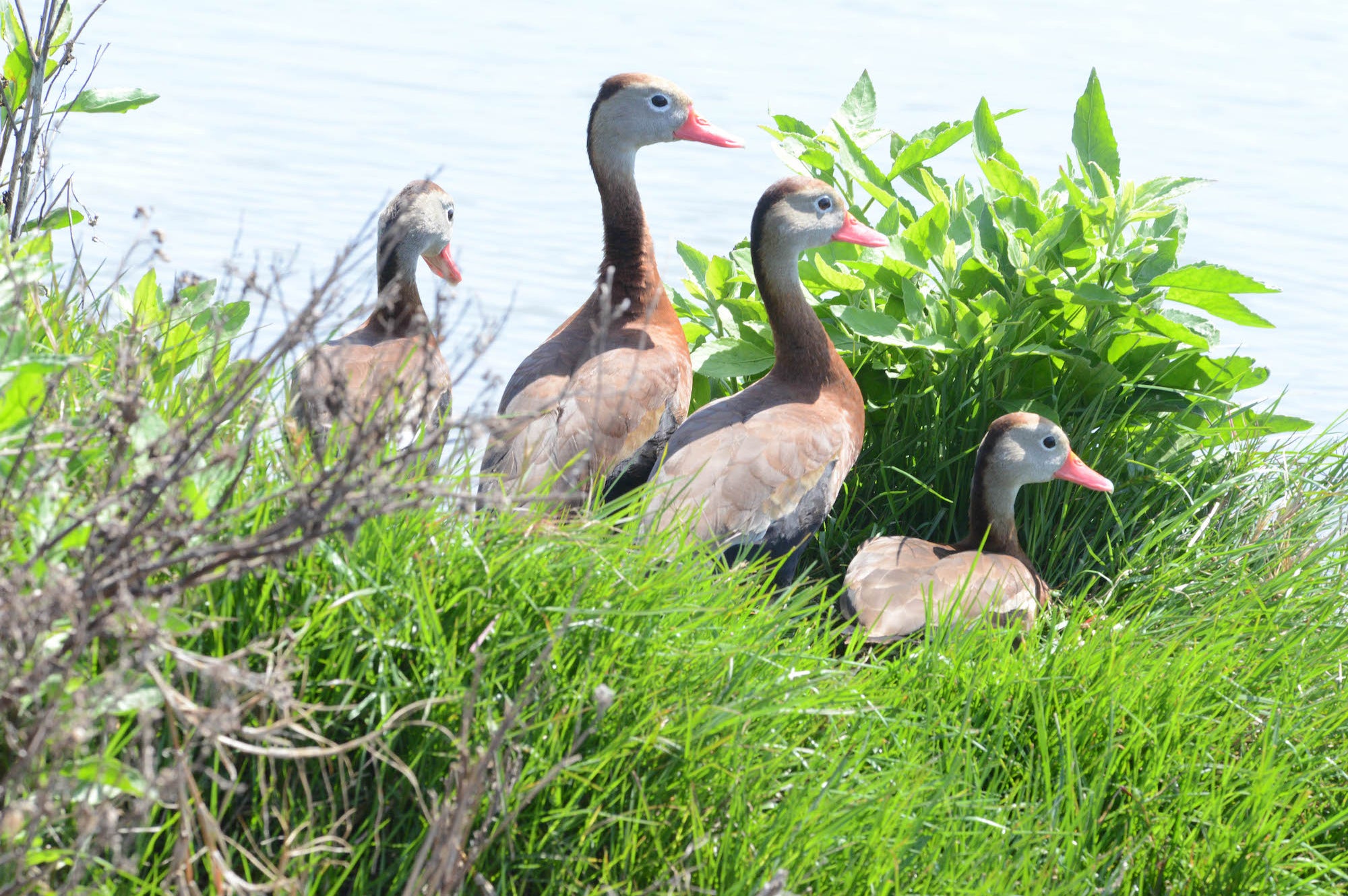 black-bellied whistling-duck, black bellied whistling duck, dendrocygna auutumnalis