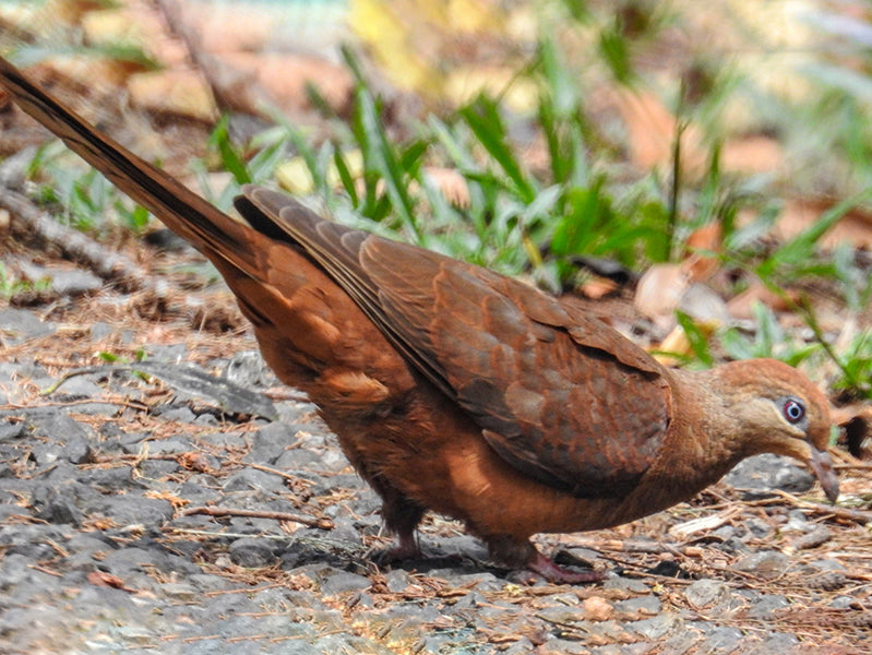 Black-billed Cuckoo, Coccyzus erythropthalmus, Cuco Piquinegro