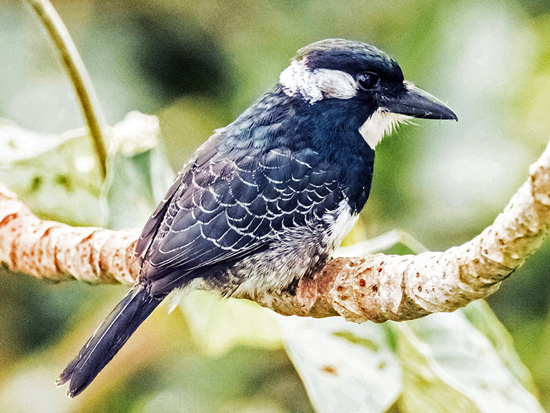 Black-breasted Puffbird, Bobo Pechinegro, Notharchus pectoralis