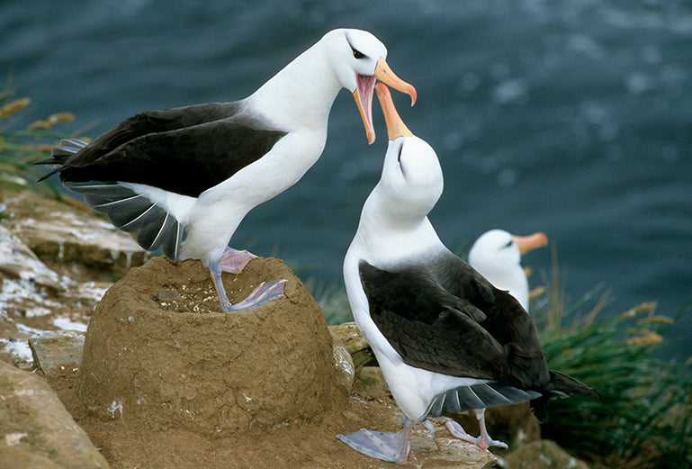 Black-browed Albatross, Thalassarche melanophris, Albatros Ceja Negra