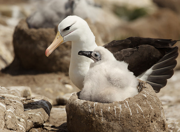 black browed albatross, eurypygiformes, eurypygidtae