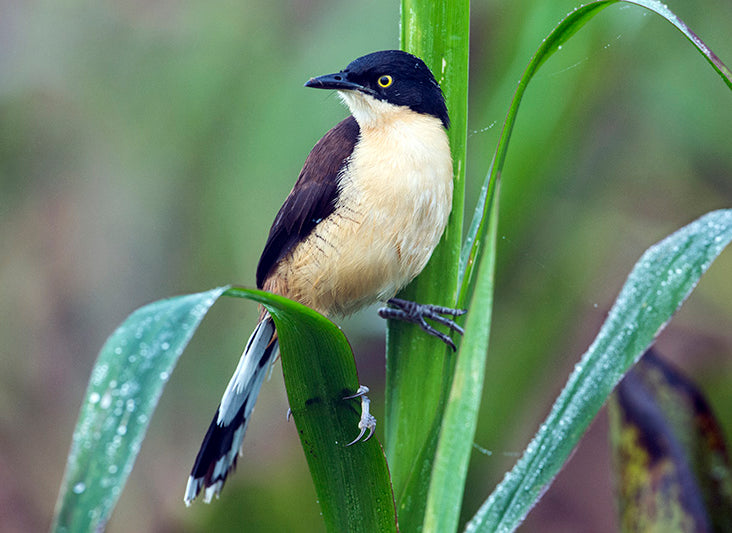 donacobius, black-capped donacobius, passeriformes, donacobiidae