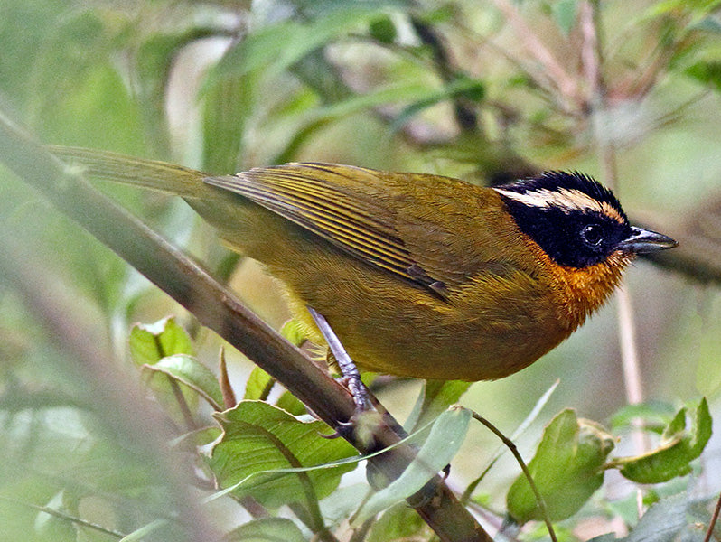 Black-capped Hemispingus, Kleinothraupis atropileus, Hemispingus Cabecinegro
