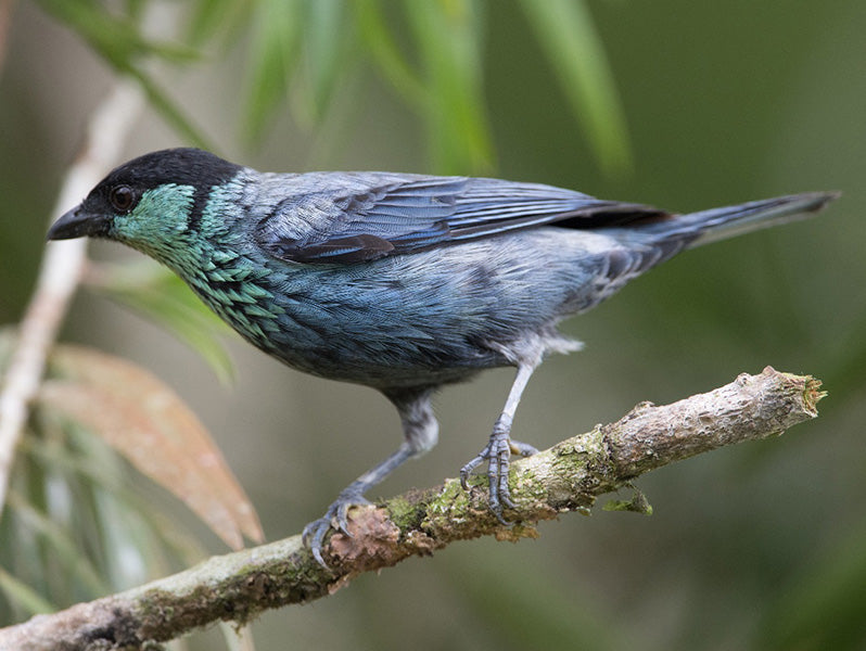 Back-capped Tanager, Stilpnia heinei, Tangará Capirotada