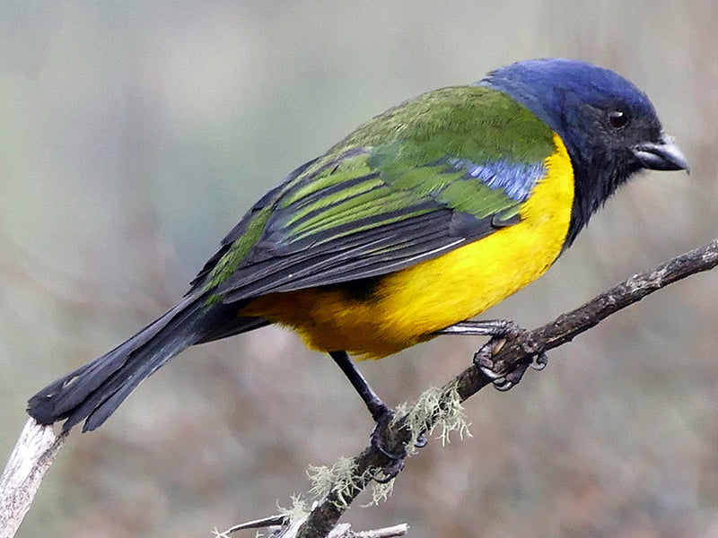 Black-chested Mountain-tanager, Cnemathraupis eximia, Azulejo Pechinegro