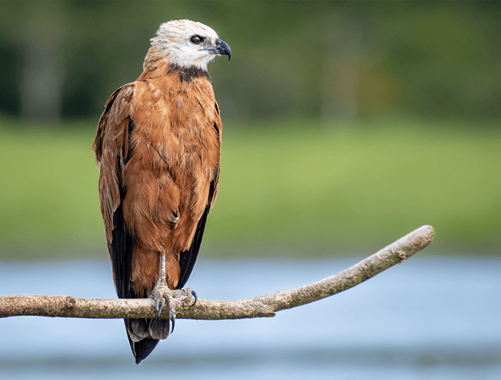 Black-collared Hawk, Busarellus nigricollis, Gavilán Cienaguero