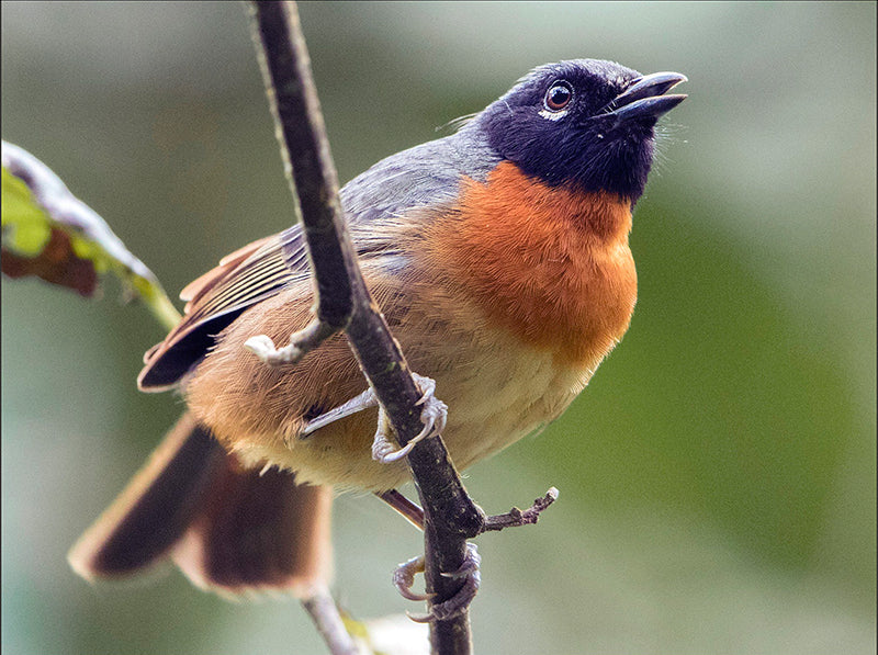 Black-eared Hemispingus, Sphenopsis melanotis, Hemispingus de Antifaz