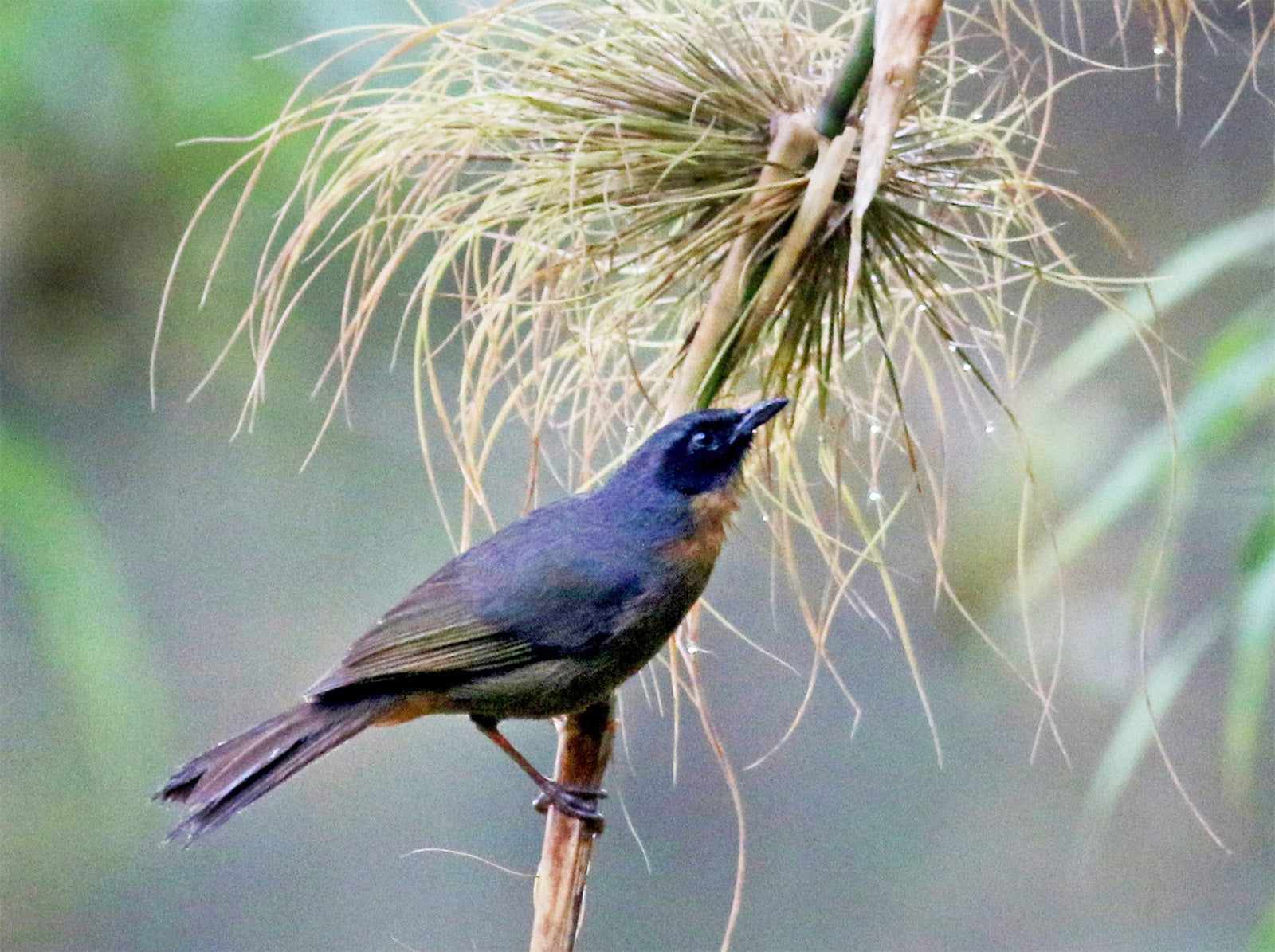 Black-eared Hemispingus, Sphenopsis (melanotis) melanotis, Hemispingus de Antifaz