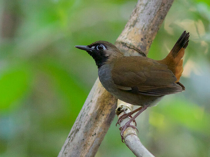 ant thrush, black-faced ant thrush, passeriformes, formicariidae