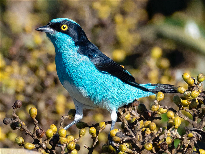 Black-faced Dacnis, Dacnis lineata, Dacnis Carinegra