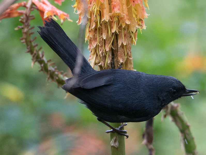Black Flowerpiercer, Diglossa humeralis, Picaflor Negro