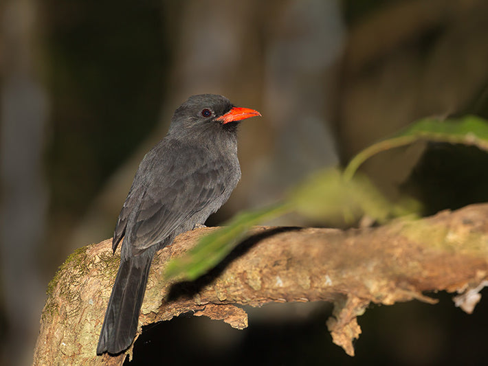 nunbirds, black fronted nunbird, puffbirds, galbuliformes, bucconidae