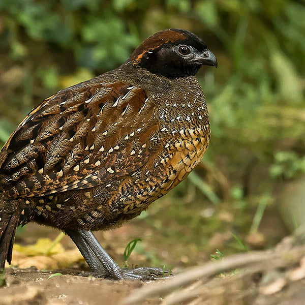 Black-fronted Wood-quail, Perdiz Carinegra, Odontophorus atrifrons