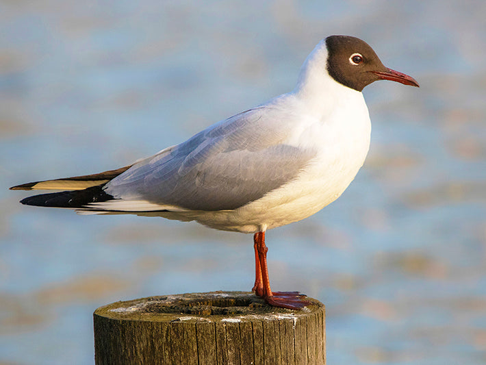 Black-headed Gull, Chroicocephalus ridibundus, Gaviota Cabecinegra