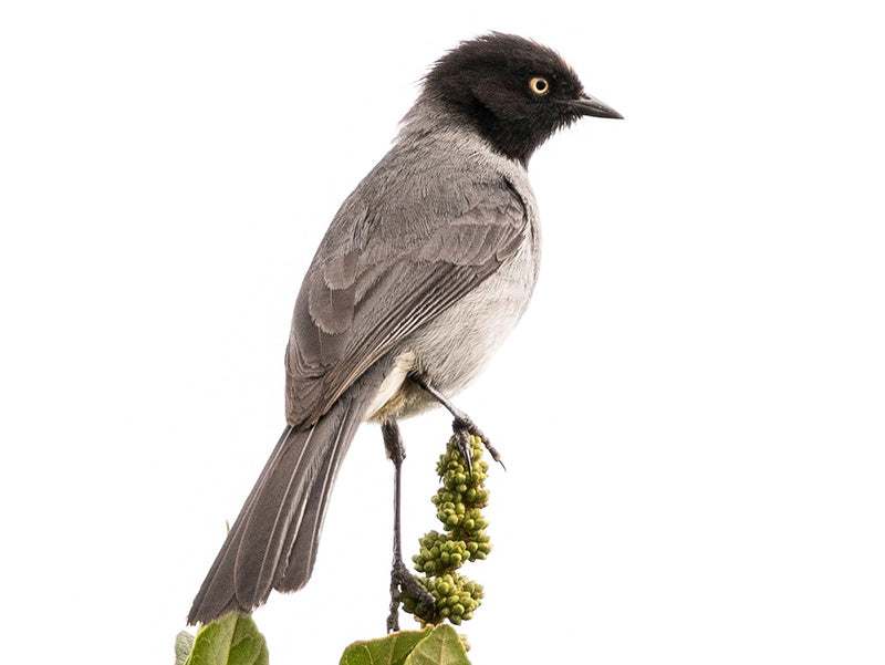 Black-headed Hemispingus, Pseudospingus verticalis,  Hemispingus Tiznado