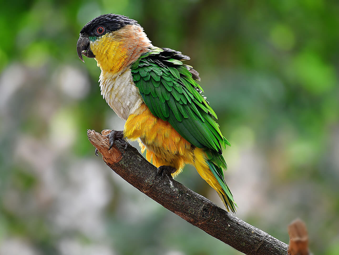 Black-headed-parrot, Pionites melanocephalus, Lora Pechiblanca