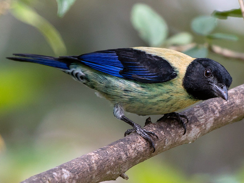 Black-headed Tanager, Stilpnia cyanoptera, Tangará Encapuchada