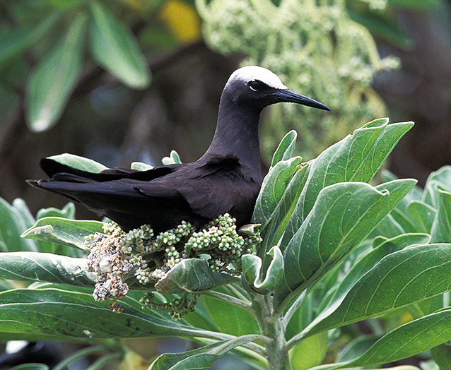 Black noddy, Anous minutes, Tiñosa Negra