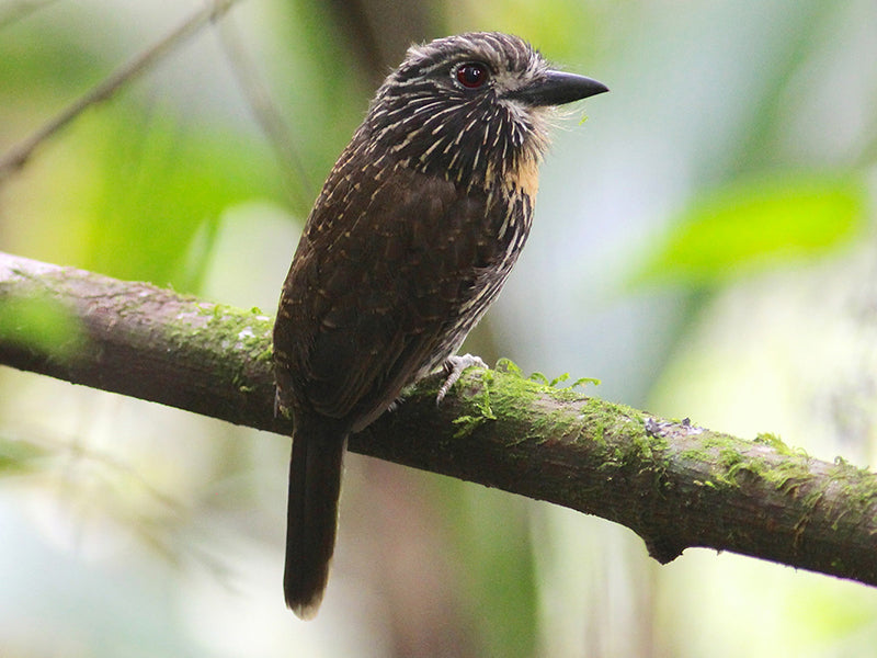 Black-streaked Puffbird, Melacoptila fulvogularis, Bigotudo Rayado