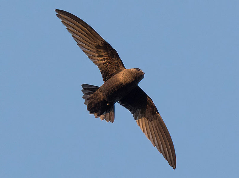 Black Swift, Cypseloides niger, Vencejo Negro