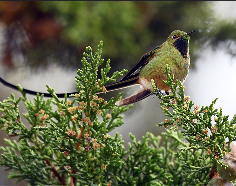 Black-tailed Trainbearer, Lesbia victoriae, Cometa Colinegro